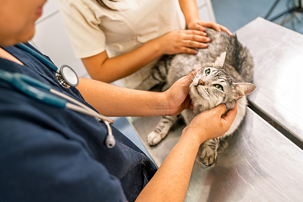 GiovaQuez's tweet photo. 🇺🇸 I CDC hanno pubblicato uno studio che documenta per la prima volta una possibile trasmissione dell'influenza aviaria A(H5N1) da un gatto domestico a un essere umano.

Fino ad ora, questa evenienza non era mai stata dimostrata. Ora lo scenario cambia. Vediamo come 👇 https://t.co/VLgOVOA9bM