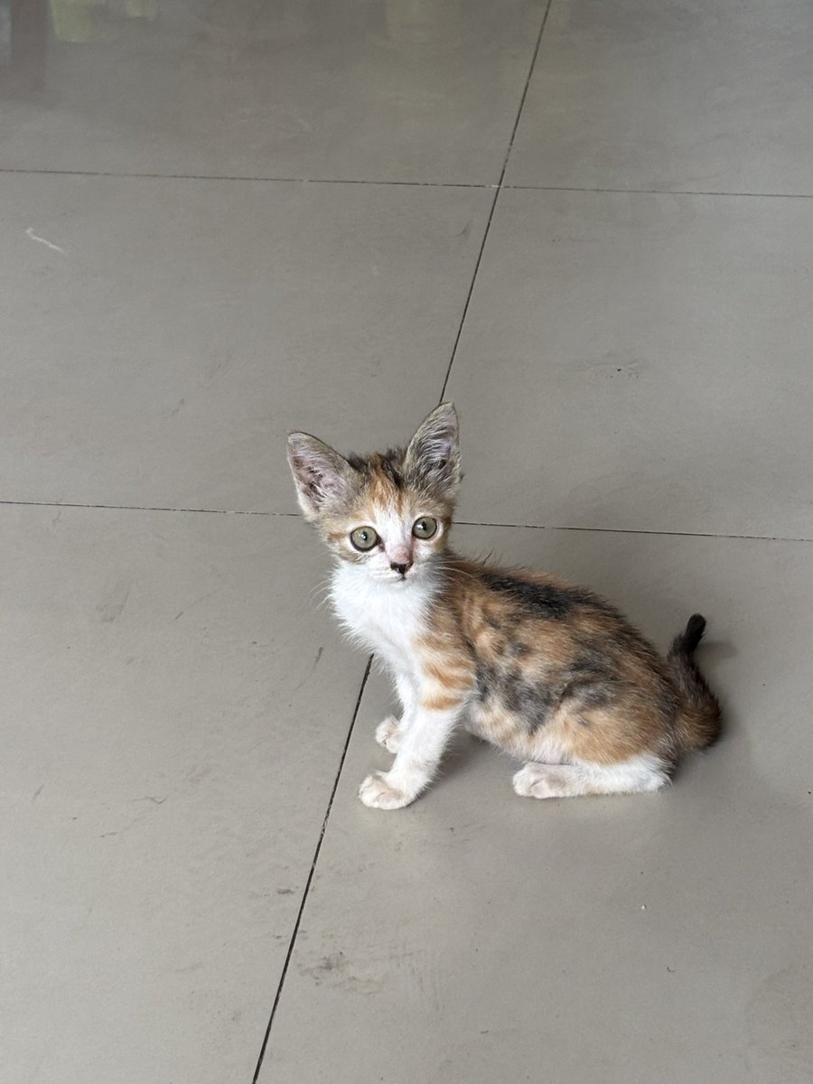 kimistar5's tweet photo. 🐈 https://t.co/OUG30aDO2q