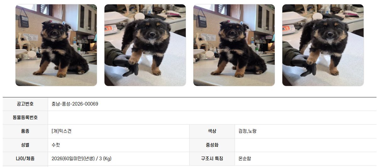 오늘의 강아지 추천 tweet media