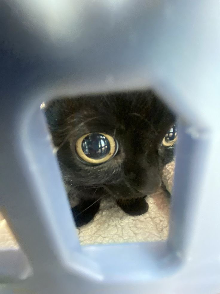 Black cats are not bad luck tweet media