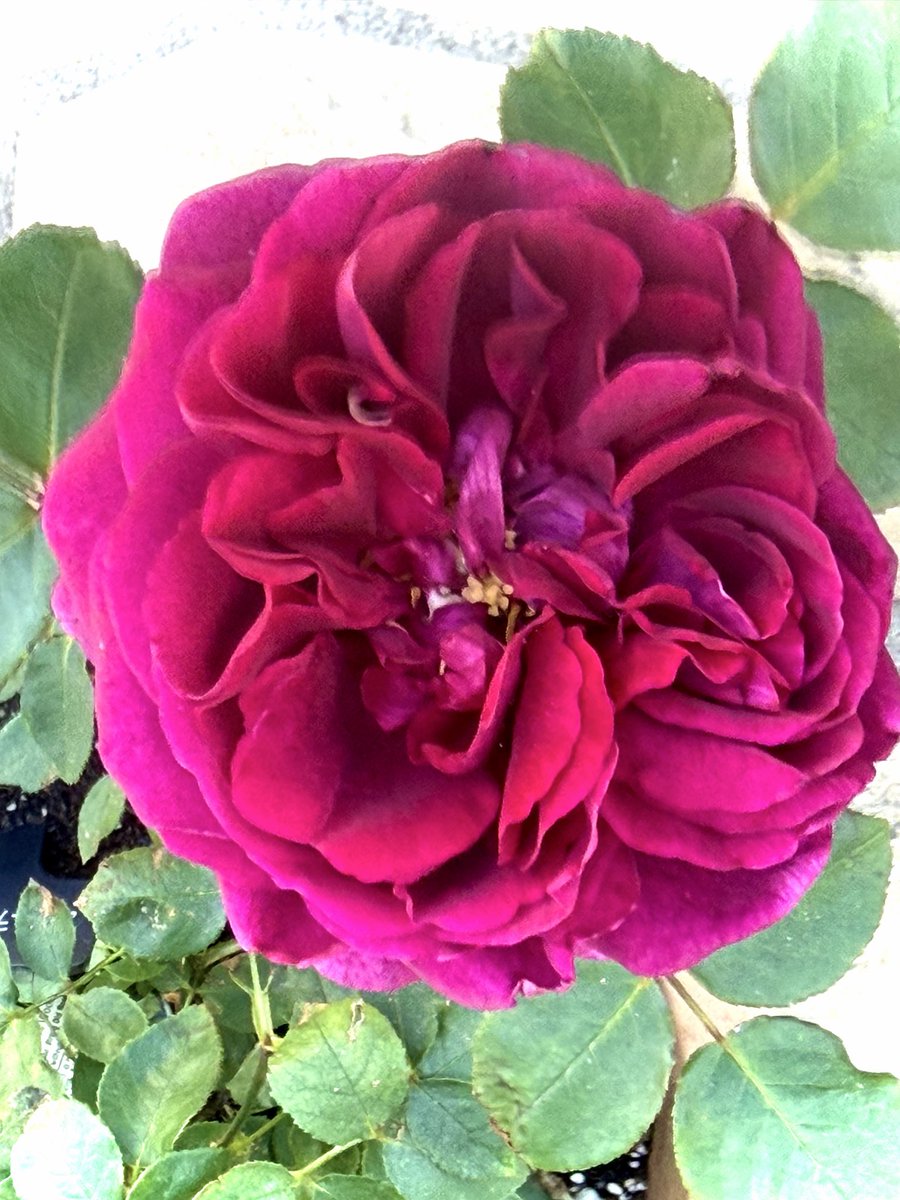 Ray_Rosegarden's tweet photo. ★ムンステッドウッド

イングリッシュローズ
ムンステッドウッドが
やっと咲いてきた

鉢で小さく育てていて
毎年黒点で葉を落とすけれど
減農薬でも色々工夫して
昨年から少し調子が上向いてきた

深い香りと
大好きなクリムゾンの色が美しい

#バラ #イングリッシュローズ https://t.co/6OtDg2apqY