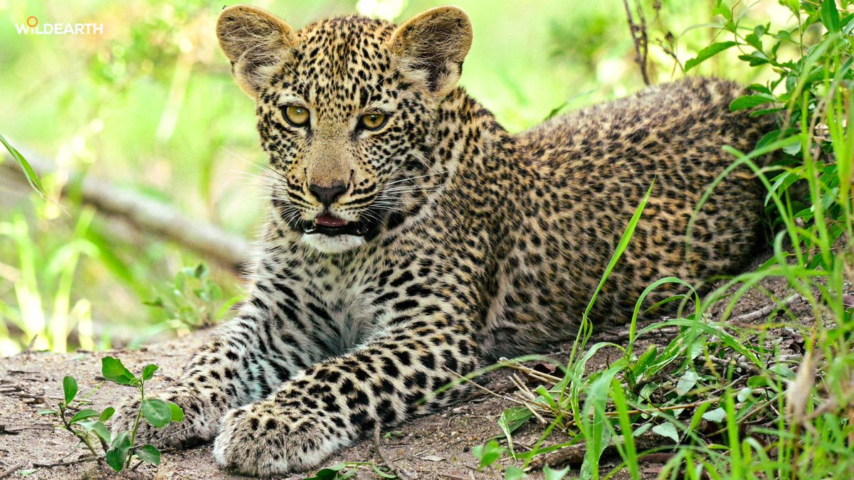 WildEarth tweet media