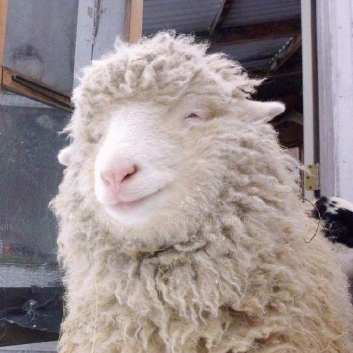 Sheep Daily 🐑 tweet media