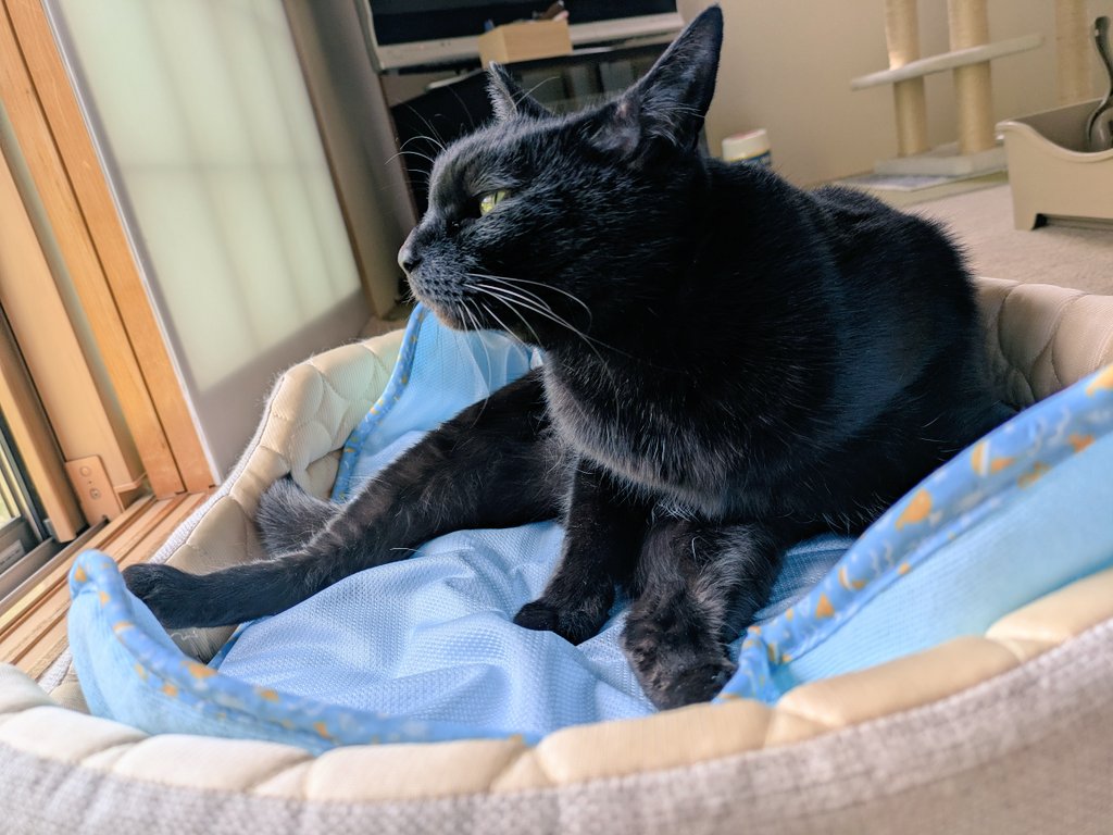 夏用ベッド🎐 あ〜ら珍しい😳 早速使ってる✨ #猫と楽しく暮らそう #黒