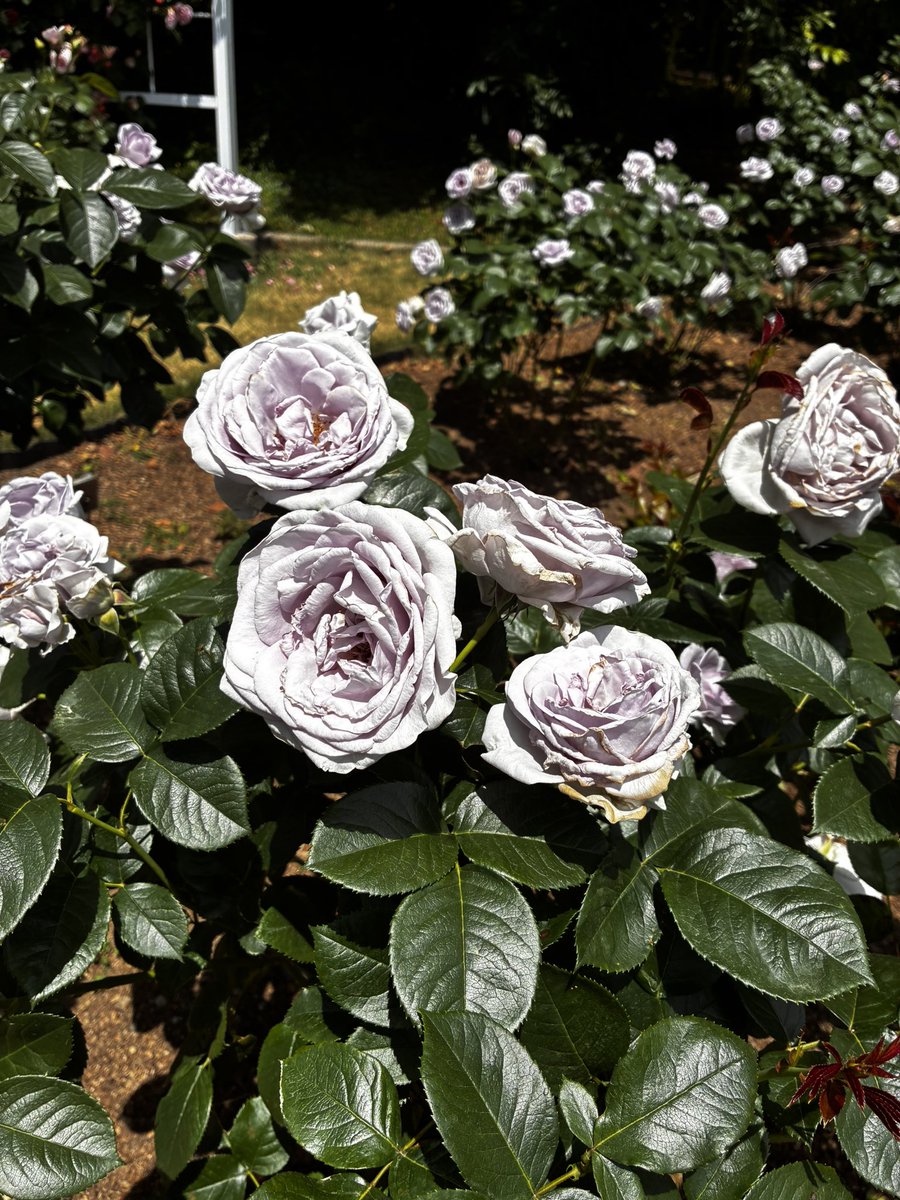 今日は薔薇を見に植物園へ 沢山咲いていてきれいだった。 おうどん食べ
