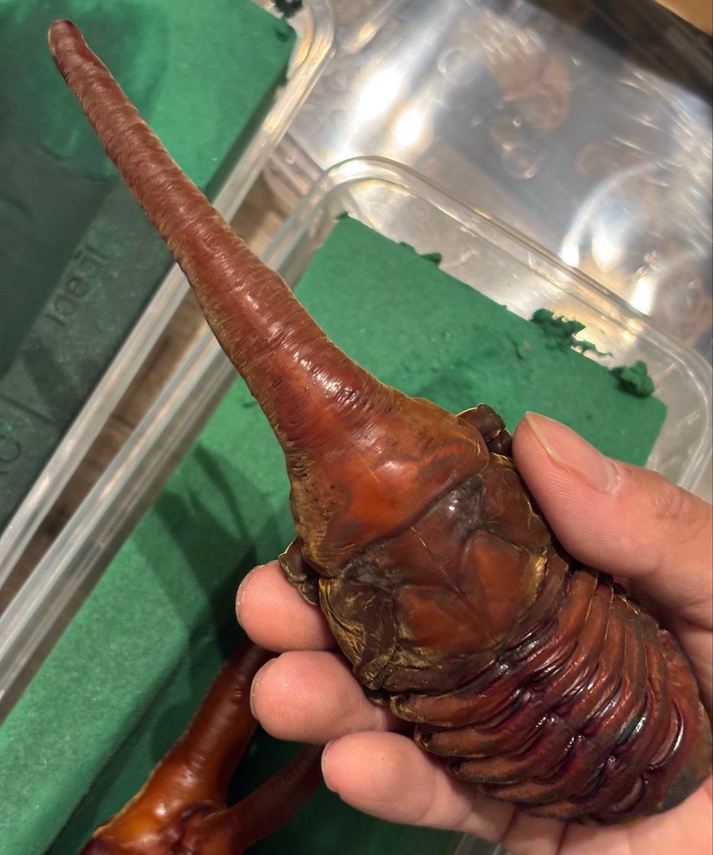 Lucanus_7 tweet media