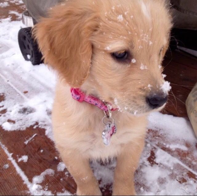 puppies video tweet media