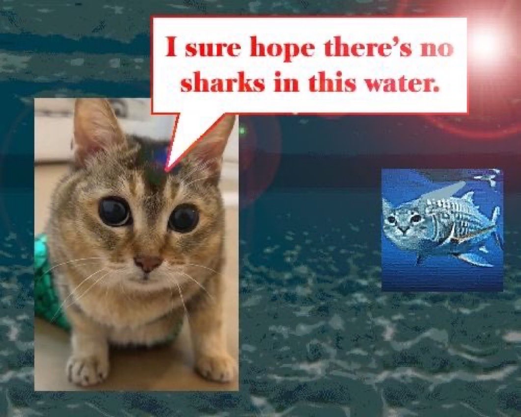SharkyLeo tweet media