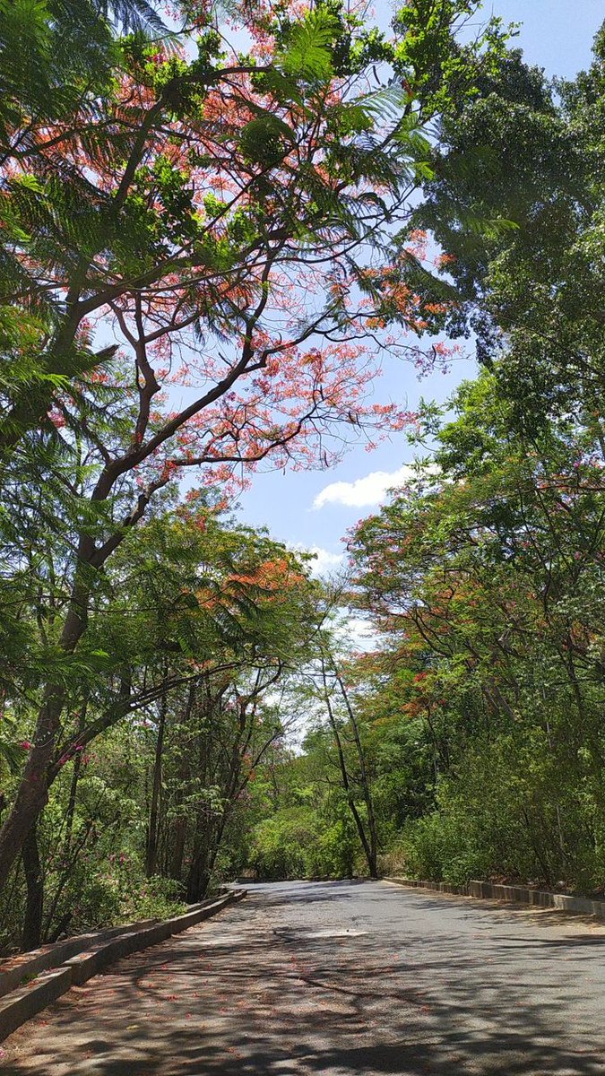Amishha🕊️ tweet media