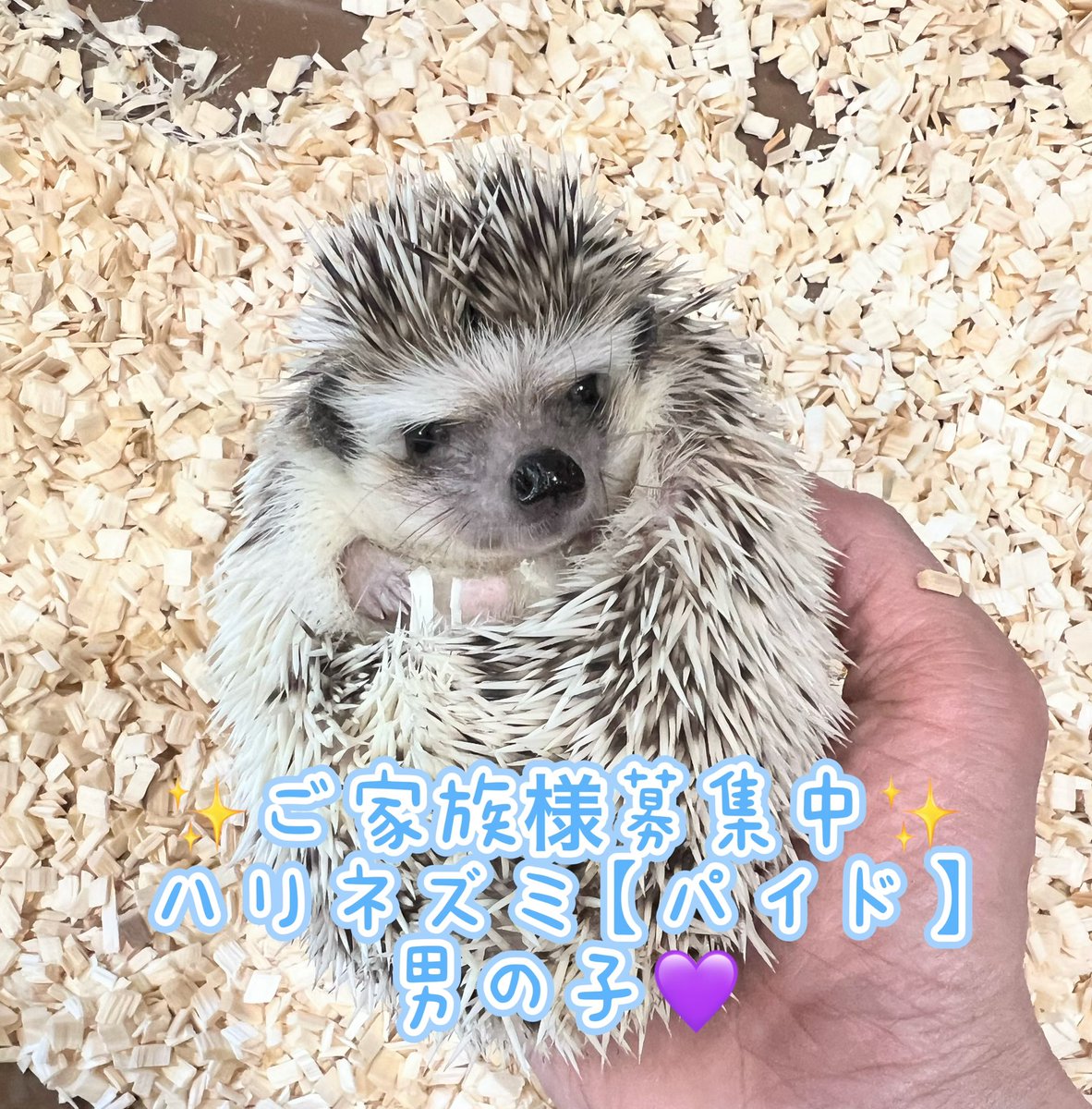 エキゾチック臨床 Vol.17 ハリネズミとフクロモモンガ こんにちは♪ 本日も13時〜19時まで営業いたします🈺 ✨ご家族様募集中