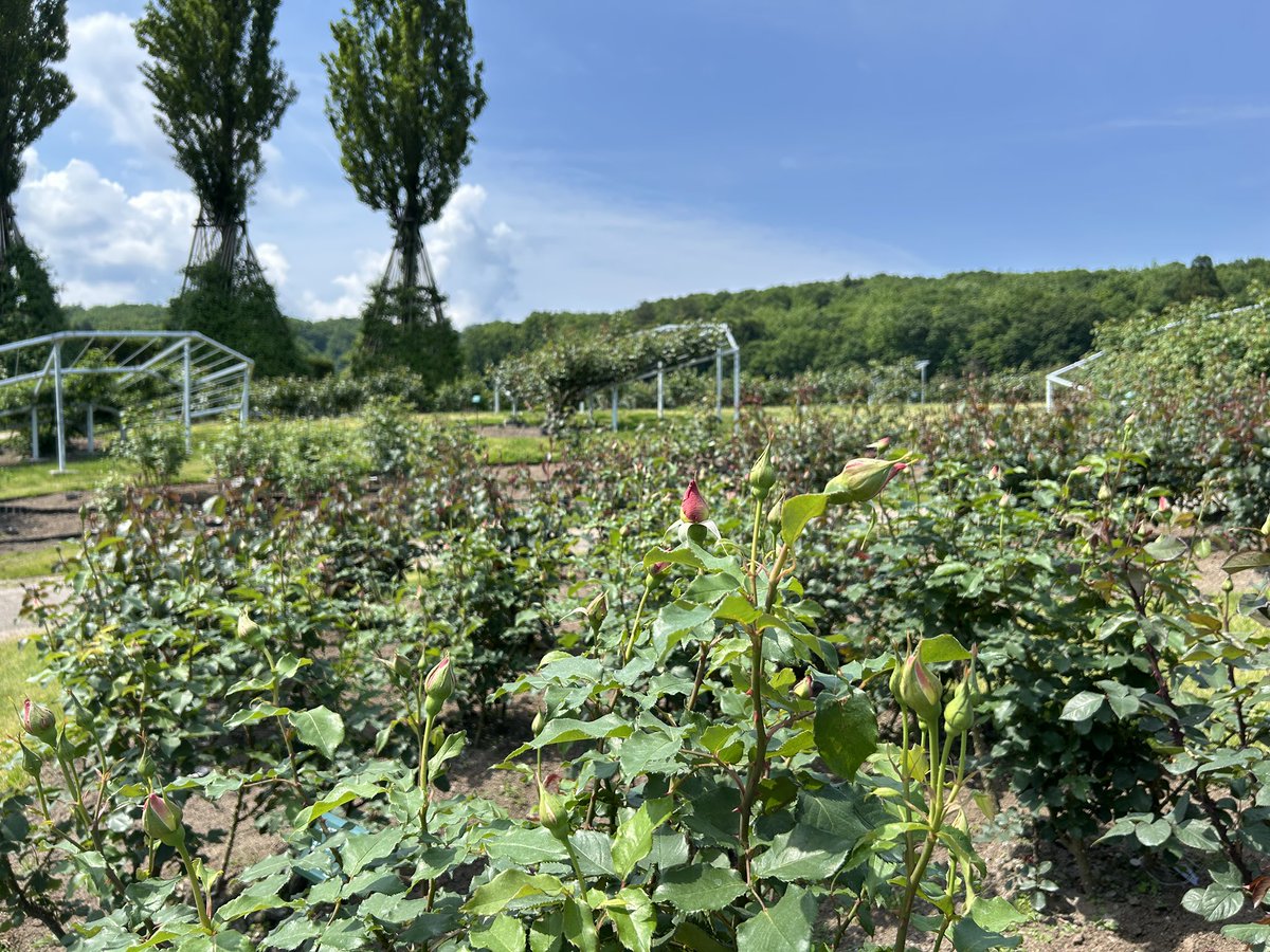 echigo_park's tweet photo. 5/23からの香りのばらまつりに向け、バラが順調に開花しています！🌹✨
来週には全体咲き始めでご案内できそうです🎉 https://t.co/aRplTosG73