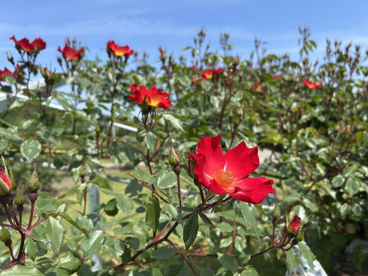 echigo_park's tweet photo. 5/23からの香りのばらまつりに向け、バラが順調に開花しています！🌹✨
来週には全体咲き始めでご案内できそうです🎉 https://t.co/aRplTosG73