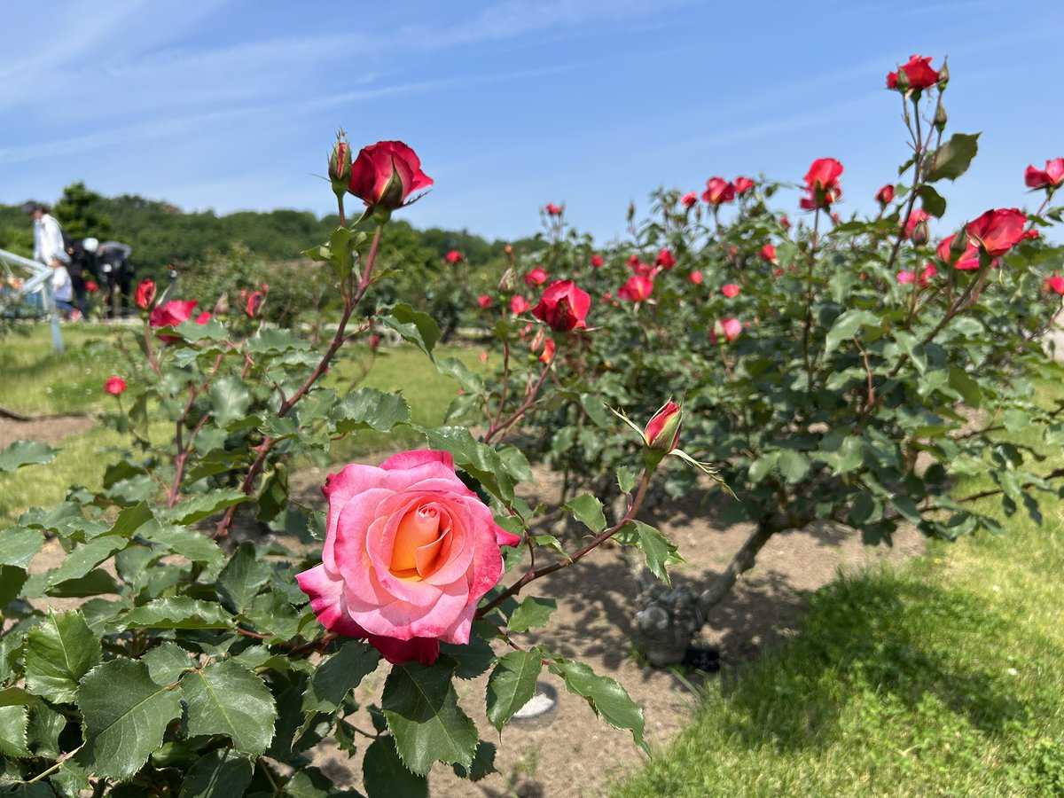 echigo_park's tweet photo. 5/23からの香りのばらまつりに向け、バラが順調に開花しています！🌹✨
来週には全体咲き始めでご案内できそうです🎉 https://t.co/aRplTosG73