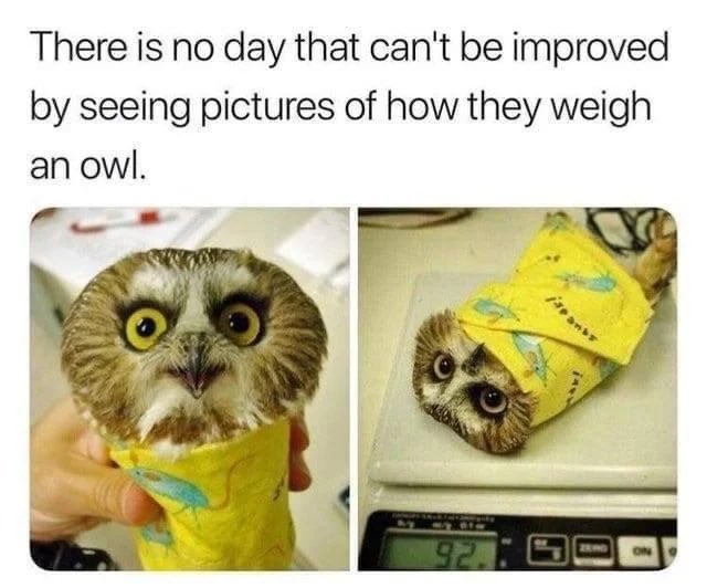 Cowwy tweet media