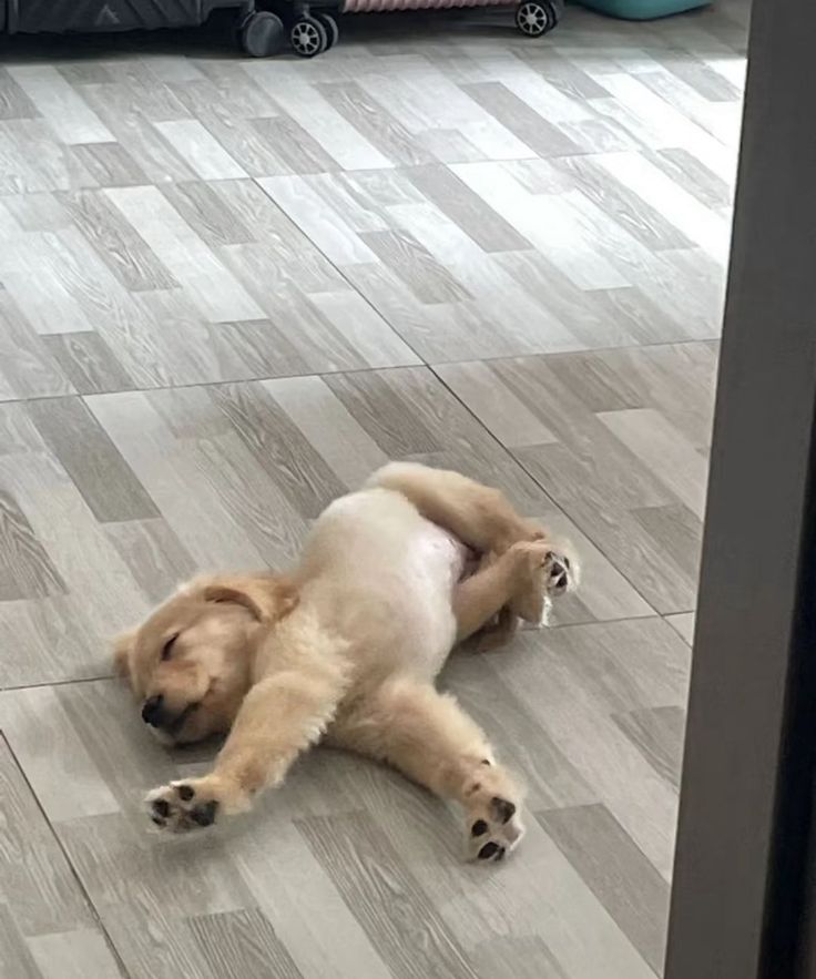Doglover tweet media