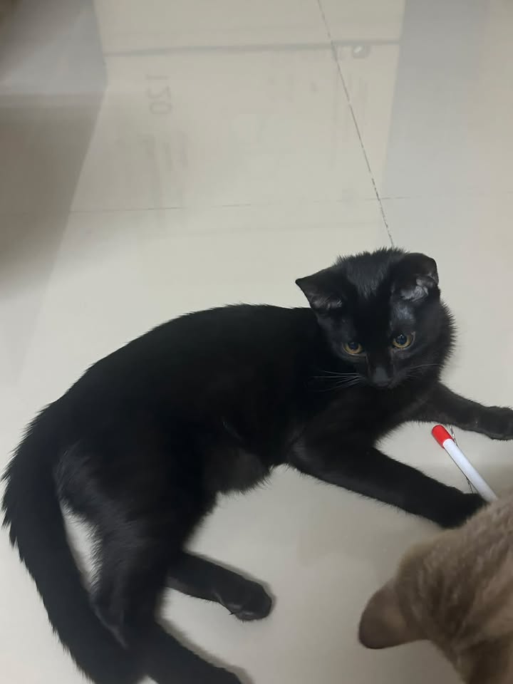 Catster & Co บ้านพักพิงแมวจร tweet media