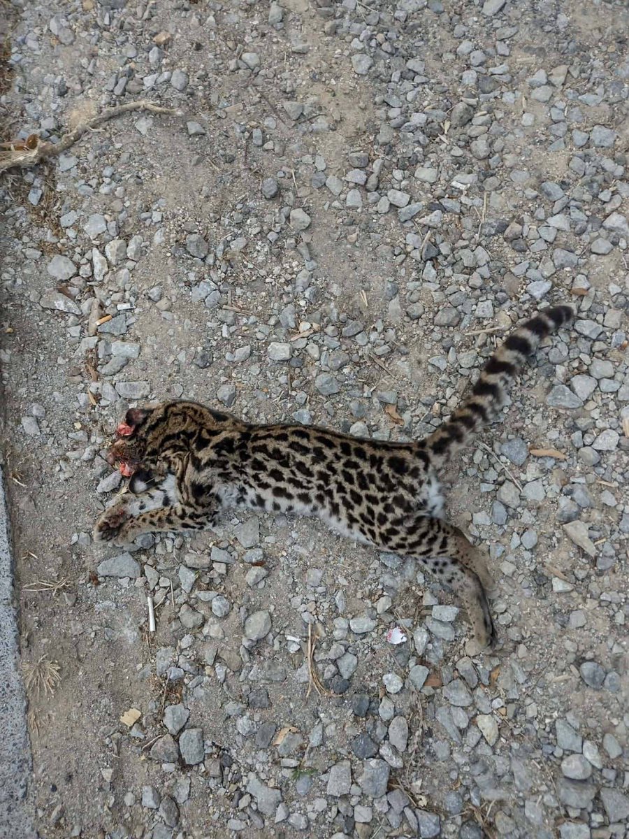 ElGraficoGT's tweet photo. El impacto que provoca el daño a la flora y fauna de La Antigua Guatemala:

Ayer bajando las Cañas hacia la Ciudad Colonial,  vimos un Tigrillo atropellado. No es casualidad, la destrucción del cerro la Chacra y otros cerros está reduciendo su hábitat.

https://t.co/mVA9slJBxM https://t.co/vzMsWow6S6