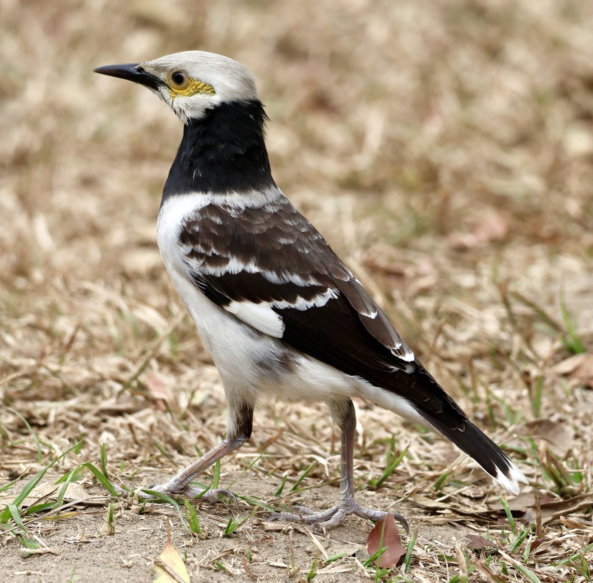 Photos2Print's tweet photo. This handsome looking chap is a Black-Collared Starling taken in the grounds of Hong Kong University. Much larger than the Common Starling. #birds #birdoftheday #birdsseenin2026 #birdphotography #naturephotography https://t.co/HA1eg37IOF