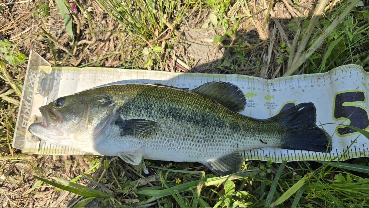 くっさん🎣 tweet media