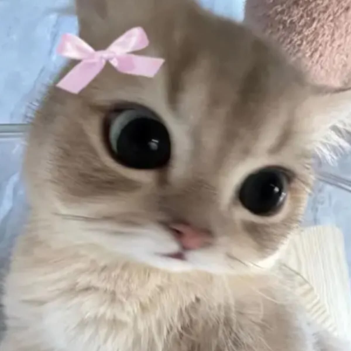 𝗸𝗵𝘀 ✿ ˚ tweet media