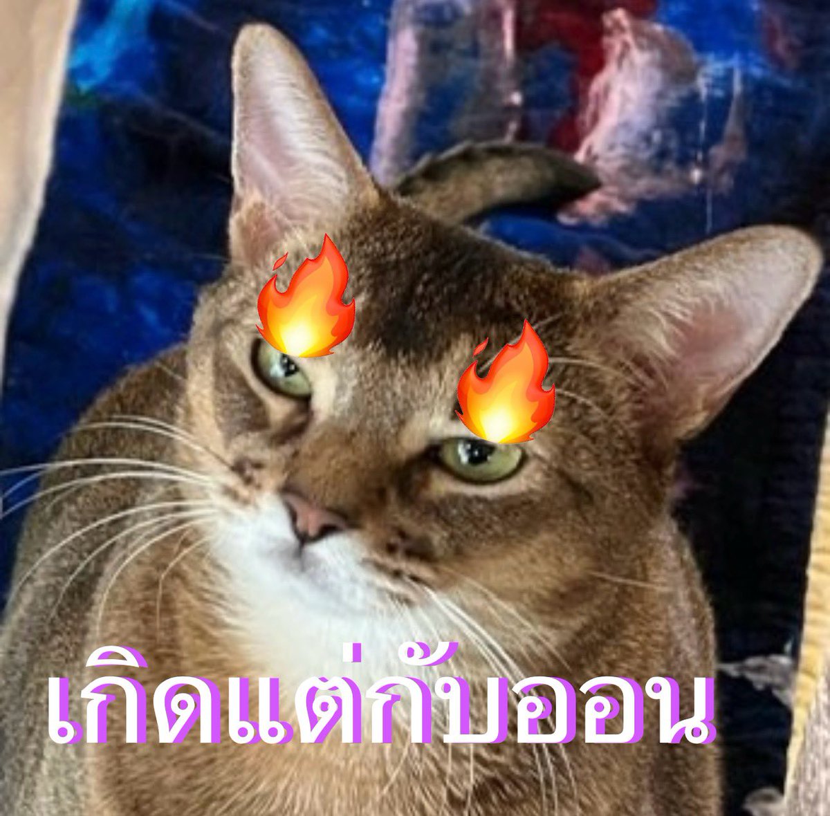 เค้าล์เรียกว่าไรนะ tweet media