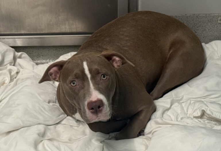 BeeDoDoobieDo's tweet photo. 😰a sad story...
Charisma needs a hero 2turn this tale around
Dumped at 10mo old, they were her entire world. 
They did not socialize her😱SHE IS TERRIFIED💔
We need a miracle- she leaves w/rescue 
or dies in shelter ~ 💥StepUP now #Pledge
https://t.co/9r4nJYhKXs #Foster💔#Adopt
