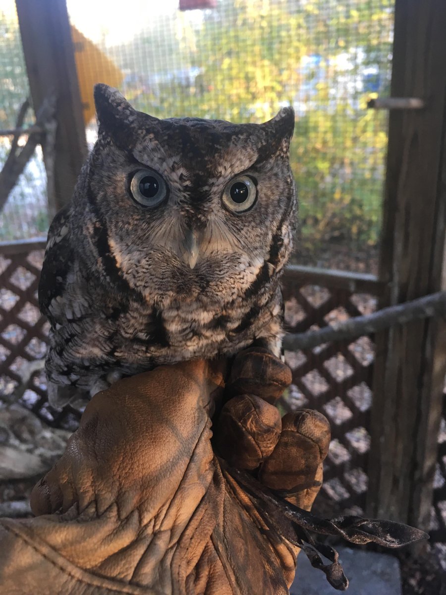 Daily Owls tweet media