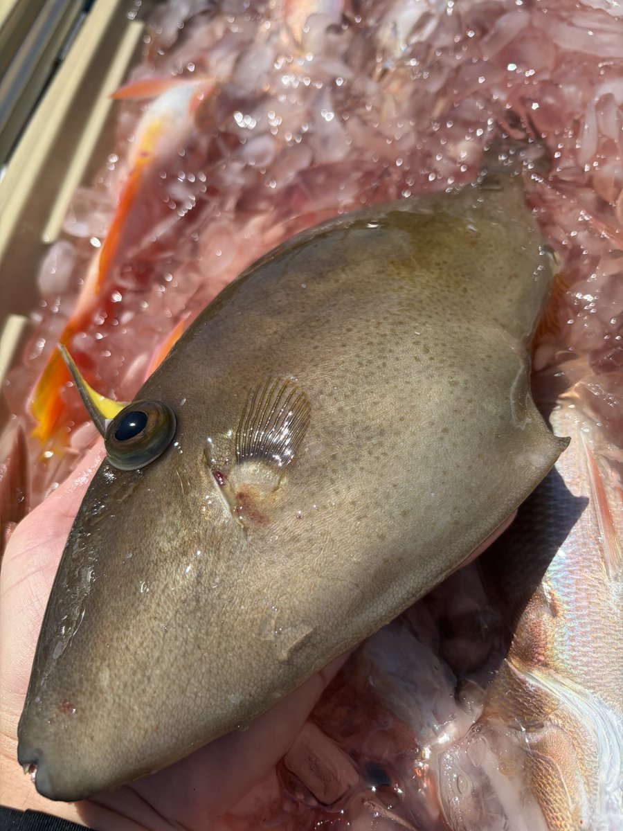 輝風丸商店 | 漁師直送一本釣り鮮魚 tweet media