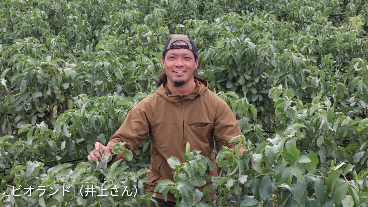 _BIO_Marche's tweet photo. 「探求を重ねて年々進化する、ビオランドの有機なす」

和歌山の生産者グループ「ビオランド」の井上さんの畑を訪問しました。
 
井上さんは「もっと良い野菜を届けたい」という探求心から、ORGANIC ECO FESTAの農産物コンテストで次々と受賞されています。
 
色々な品目を栽培するなか、特に力を注いでいるのが有機なす。

接ぎ木といい、病気に強い台木（根）と、美味しい実がなる穂木（上部）を合体させる技術がありますが、今年は台木を変更して調整をしました。
 
なすは「水で育てる」と言われるほど水を好み、水はけと保水性の管理がとても難しいと言われています。
早朝から晩まで丁寧に水の管理をして、なすの生育を慎重に見守ります。
 
昨年も収量・味わいともに素晴らしかった、有機なす。
「今年はさらに品質の良い有機なすを、6月からたっぷりお届けできそうです！」
と話す井上さんの言葉からは、会員の皆さまへのまっすぐな想いが伝わってきました。
 
6月初旬よりお届け予定、ぜひ楽しみにお待ちください！

#有機野菜 #有機農業 #有機なす #ビオランド #和歌山 #ビオマルシェの宅配