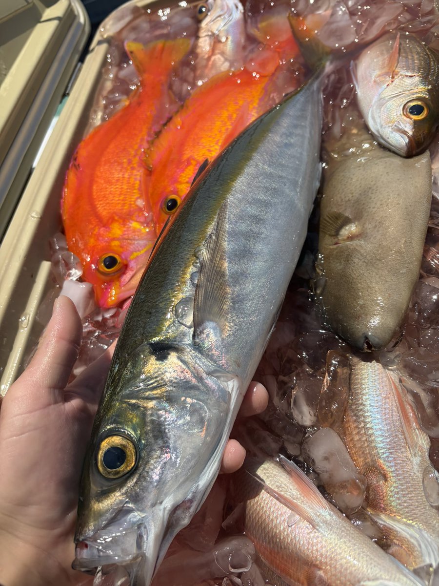 輝風丸商店 | 漁師直送一本釣り鮮魚 tweet media