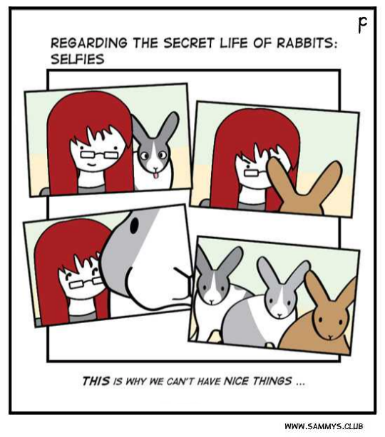 RegardingComic's tweet photo. #rabbits #bunny #bunnies #houserabbits #bunnylove   #rabbitlife #rabbitrabbit  #bunniesworldwide #housebunnies #bunnylover #rabbitlover #bnuuy  #comics #bunnyposting  #regardingcomic #pennycollins #sammysclub https://t.co/Akhif6dlBz