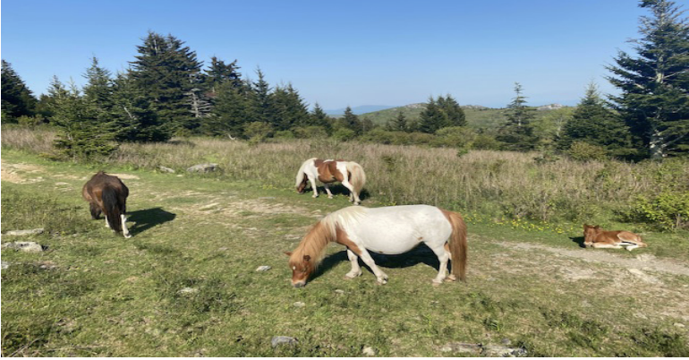 bluefinn29's tweet photo. Mustangs are seen as invasive because they encroach on the land of farmers and prevent profit. However, a mustang, just as all other animals, should hold an inherent value because they are sentient beings. They are now facing roundups. https://t.co/WpFtxMHYQb