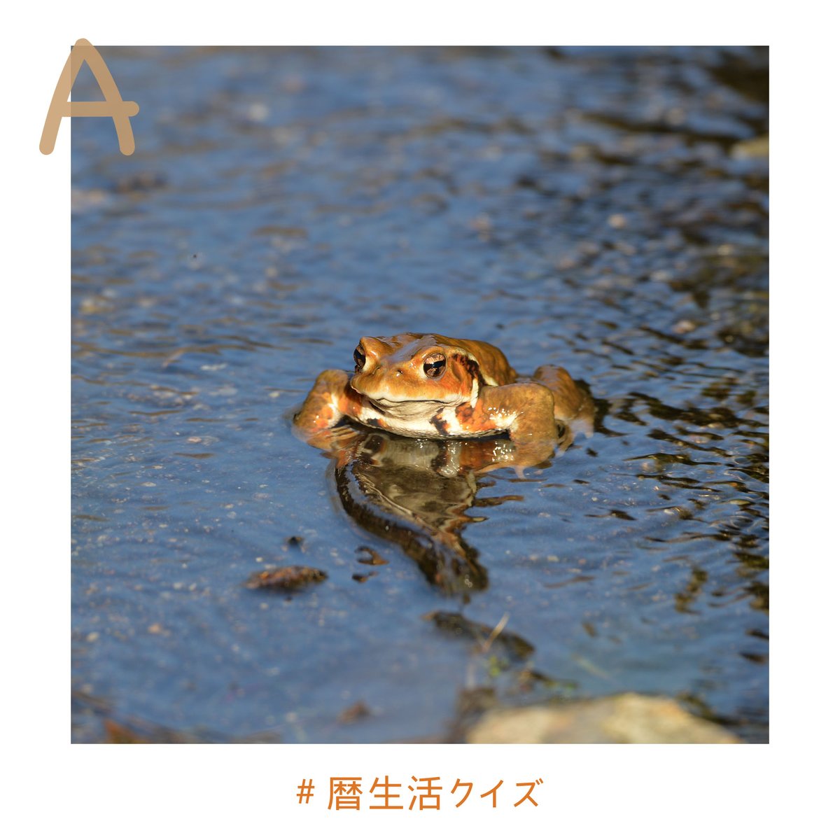 みなさん、ご参加いただきありがとうございました(*^^*) 正解は「2