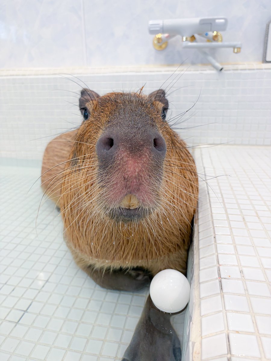 とんちゃんがお風呂に入っている時間が短くなってきました🛁夏はお風呂