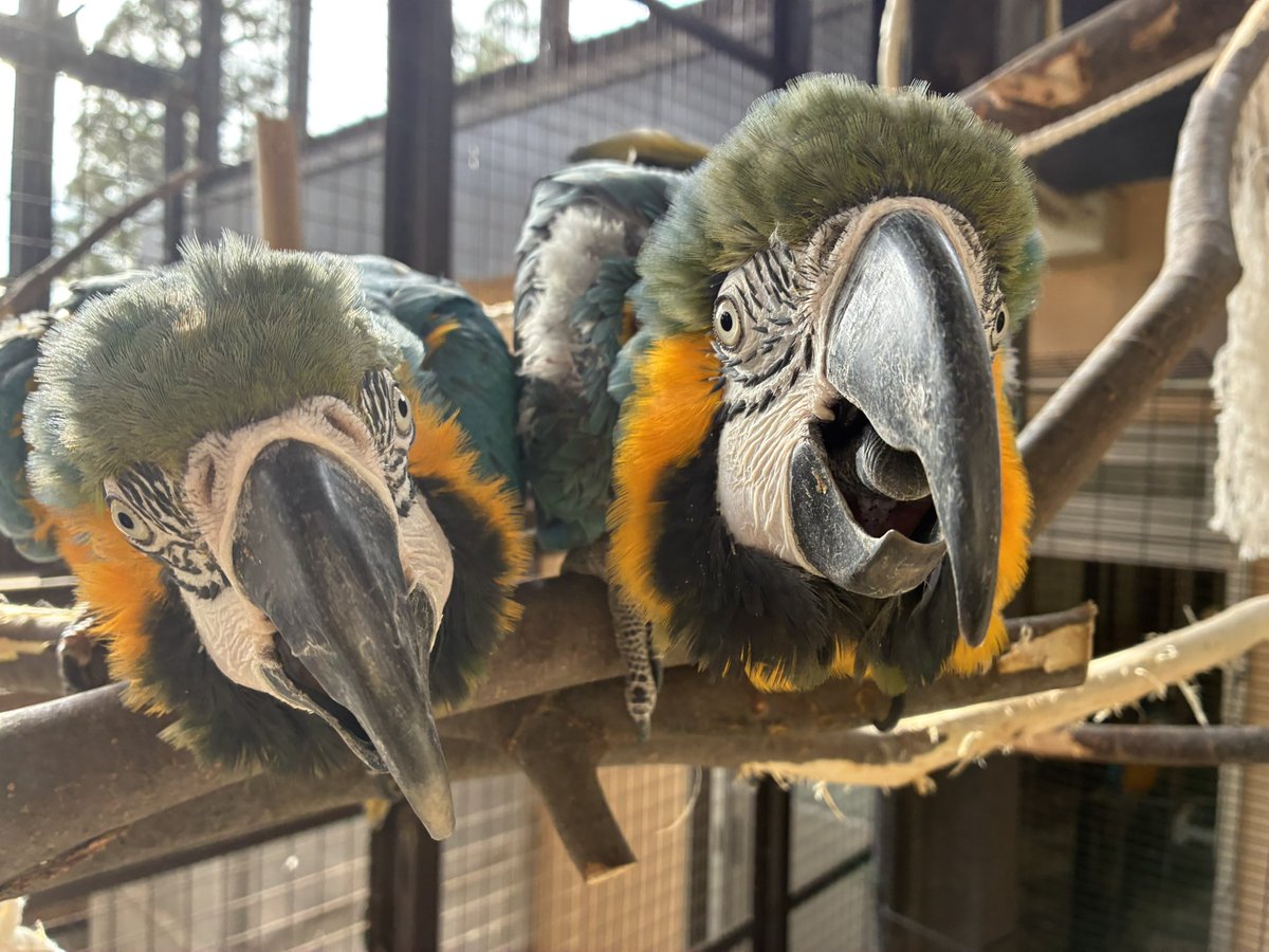 須坂市動物園【公式】 tweet media