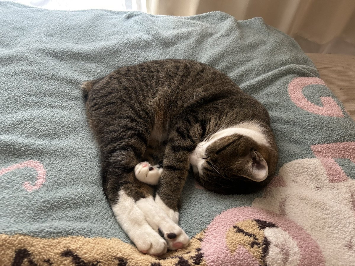 この時間ねこたちのお昼寝タイムだからさみしい💤