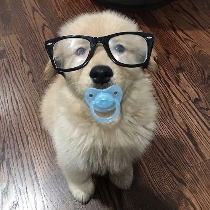 retweetanimalss's tweet photo. https://t.co/JH8cOW194s