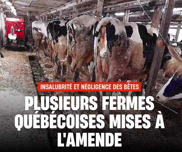 INDÉCRASSABLE QUÉBEC tweet media