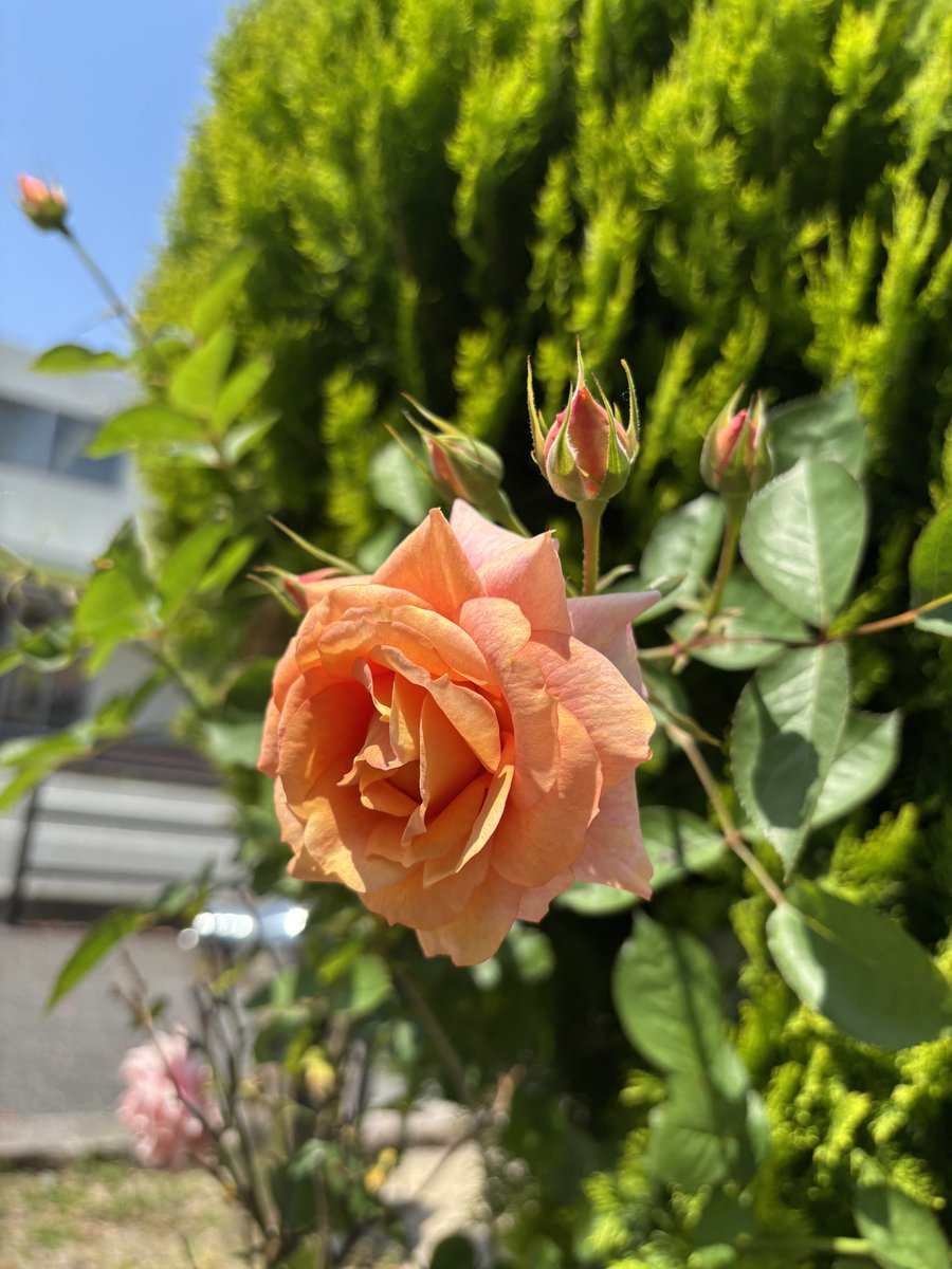 オレンジとピンクのバラが一緒に生えてたり、オレンジとピンクが混ざっ