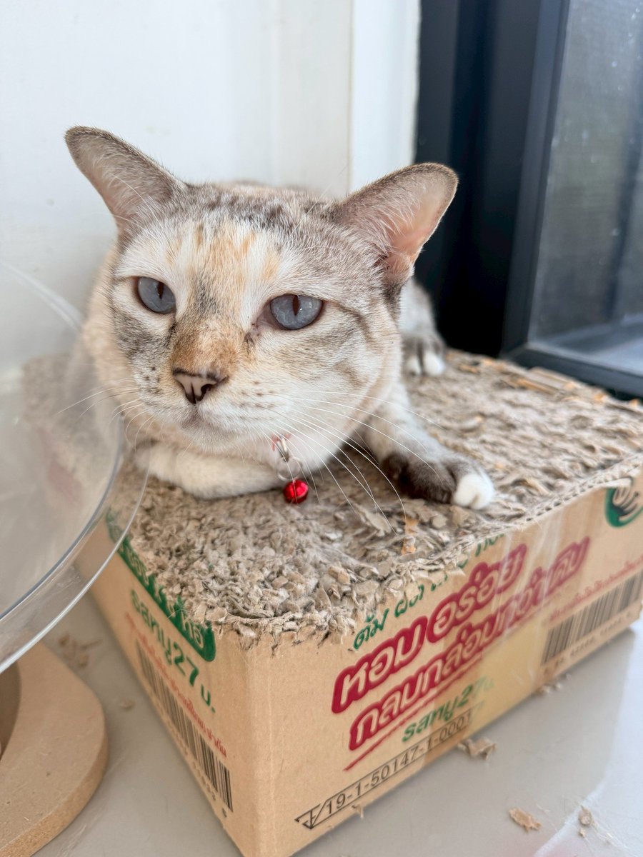 Catster & Co บ้านพักพิงแมวจร tweet media