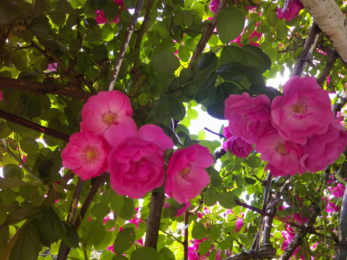 市川市動植物園（公式） tweet media