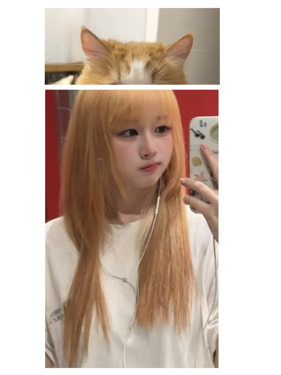 Sana@Ikinari🐾 tweet media