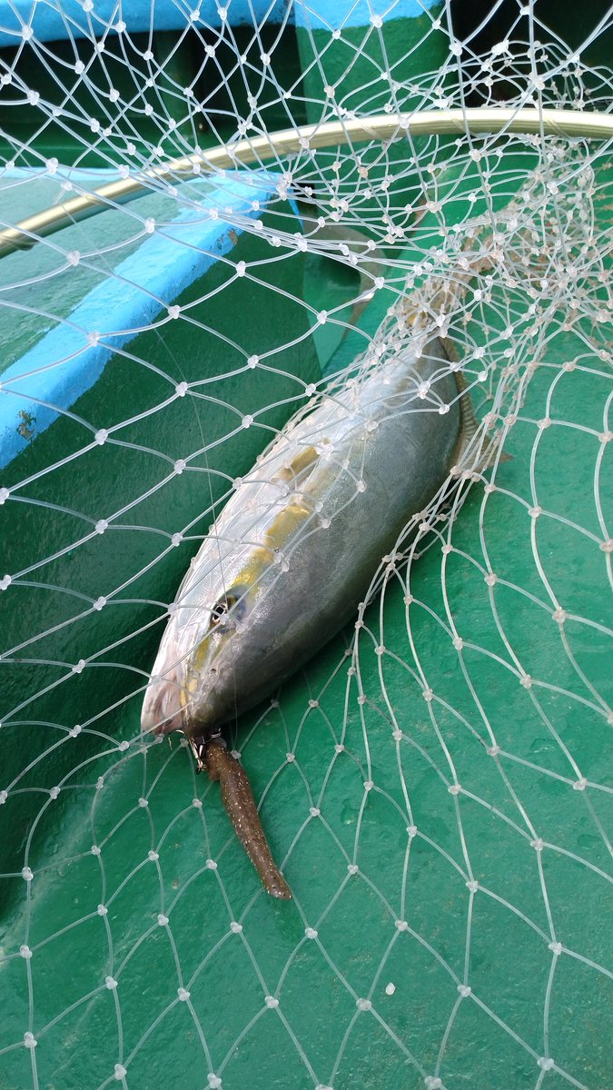 fish505050's tweet photo. 今日はマゴチ釣り🎣渋〜い日で周りも釣れてなく😟やっと一匹釣れましたがサイズが小さく放流😵
何故か前半に青物が釣れたのでそれがお土産です(笑)
青物美味しくいただきます😋 https://t.co/V247WFjYxq