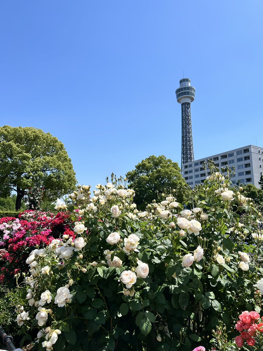 横浜観光情報【公式】 tweet media