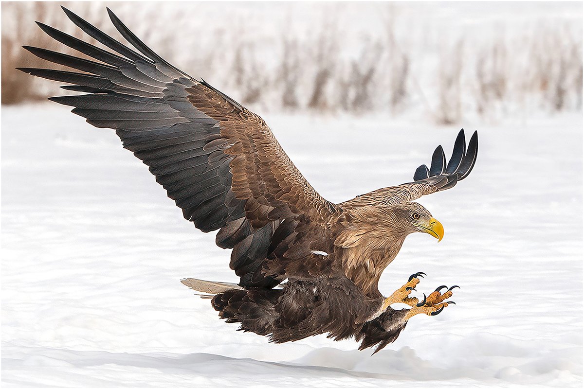 Raptor Persecution UK tweet media