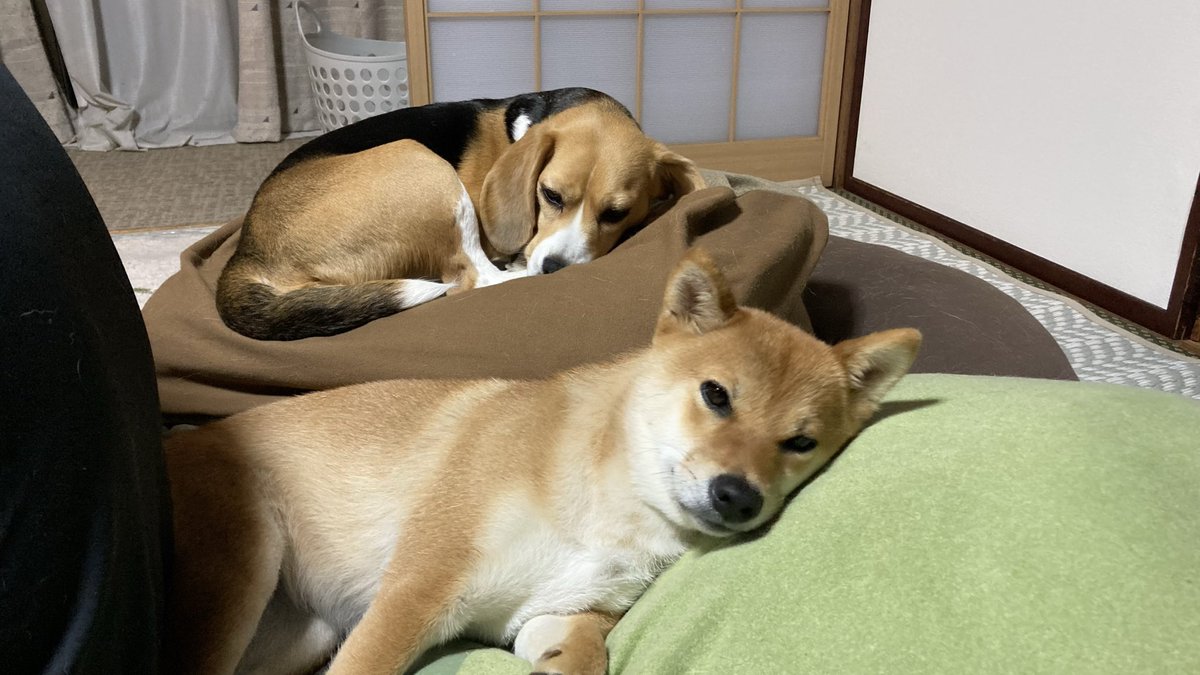 ナッツちゃんねる tweet media
