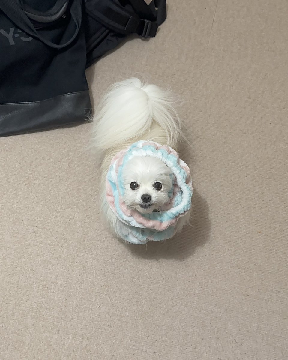 かわいーぬ (@kawai_nu_san) / Posts / X