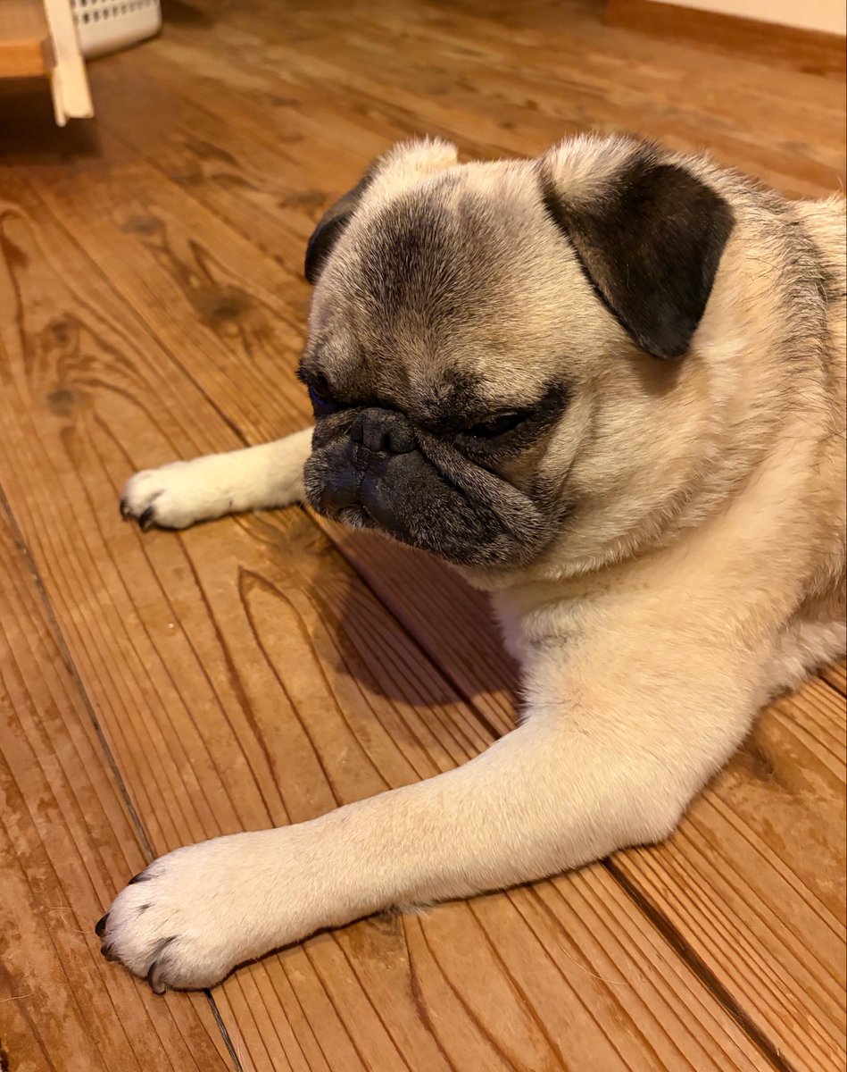 パグこページ あんたあの娘のなんなのさ🐶』 ネタがないのでアテレコしてみました