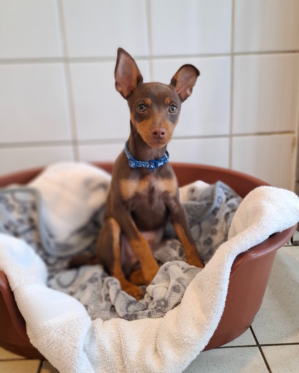 Dogs Trust 💛🐶 tweet media