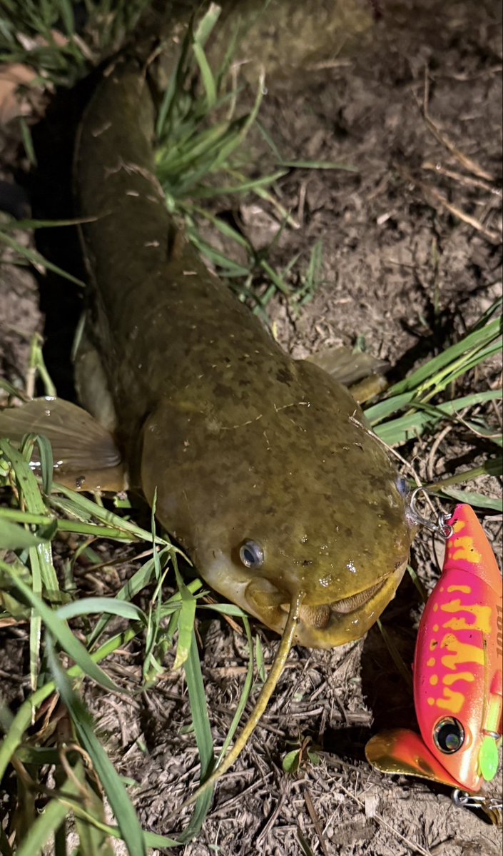 いでなま tweet media